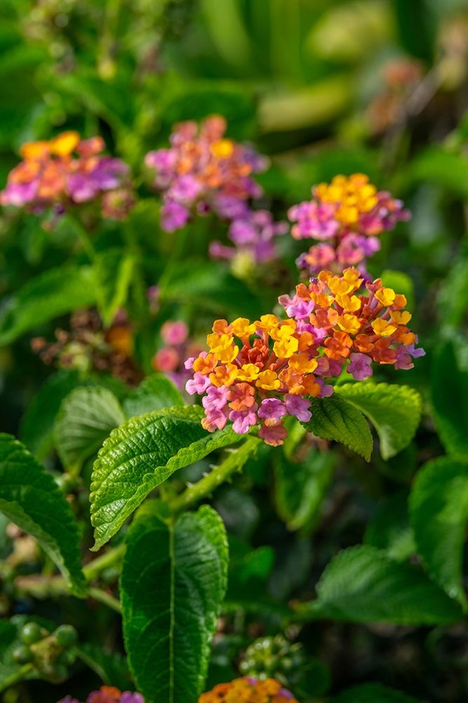 Multi-colored Lantana